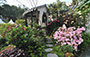 Wong Tai Sin District - Spring Flowers’ Aerial Dance