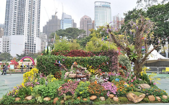 Sham Shui Po District - When Blossoms Dance