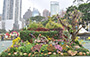 Sham Shui Po District - When Blossoms Dance