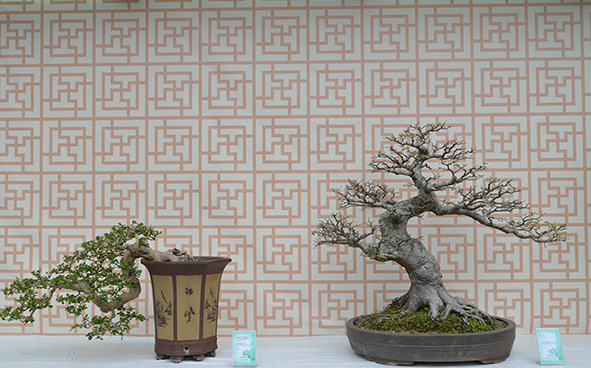 Hong Kong Bonsai International