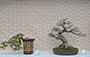 Hong Kong Bonsai International