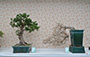 Hong Kong Penjing & Artstone Society Co.,Ltd.