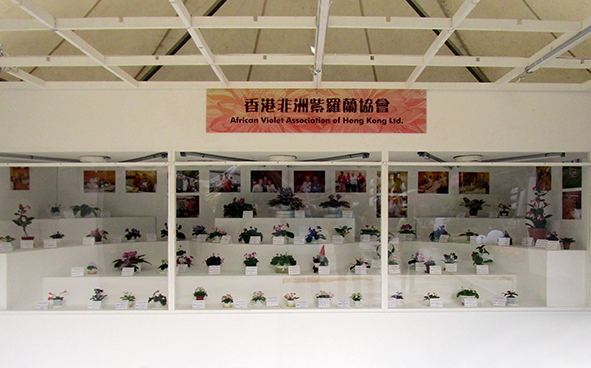 African Violet Association of Hong Kong Ltd.