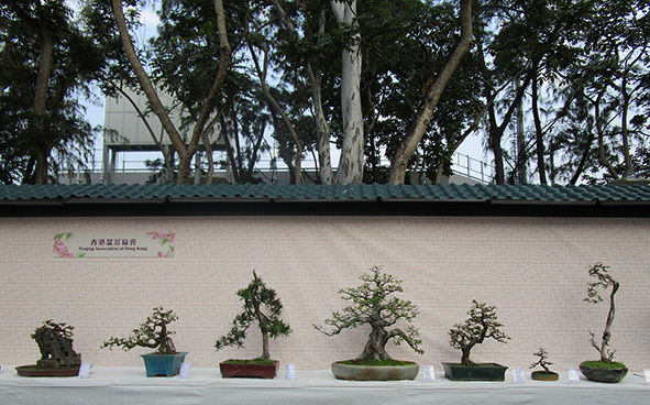 香港盆景协会
