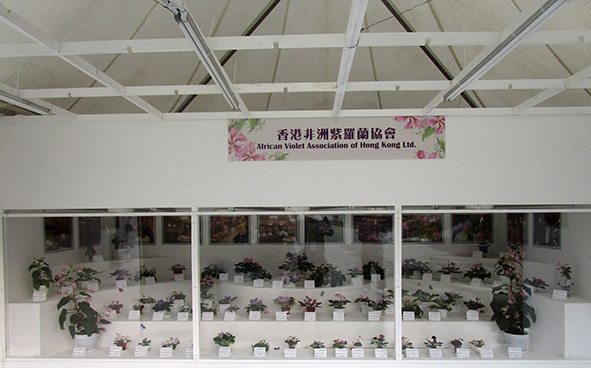 香港非洲紫羅蘭協會