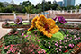 Theme Flower (rhododendron) Display