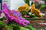 Theme Flower (rhododendron) Display