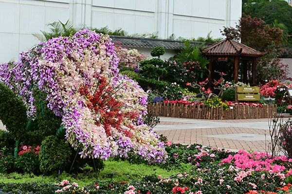 主题花(杜鹃花)花圃