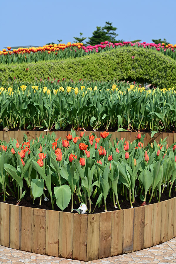 Tulip Display