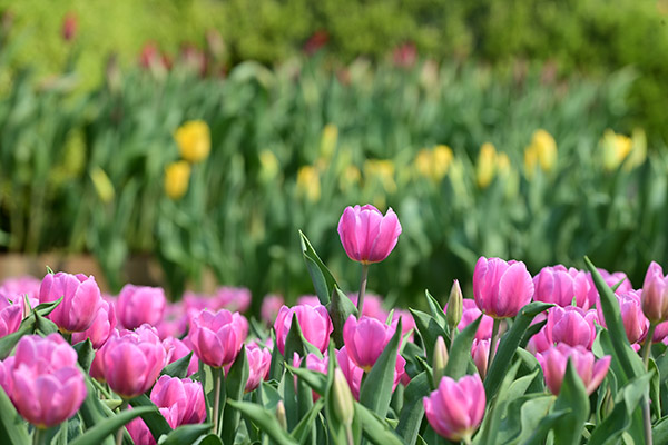 郁金香花圃