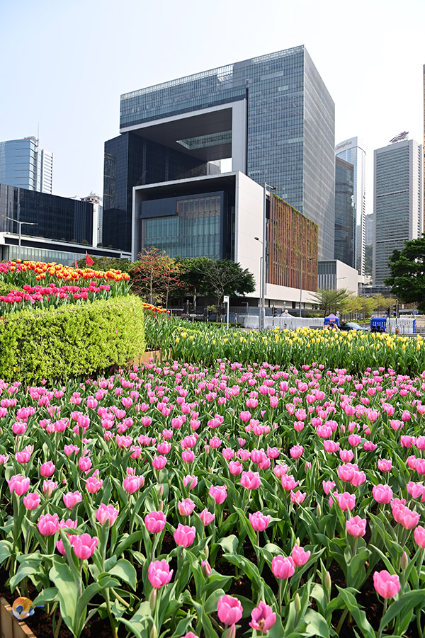 鬱金香花圃