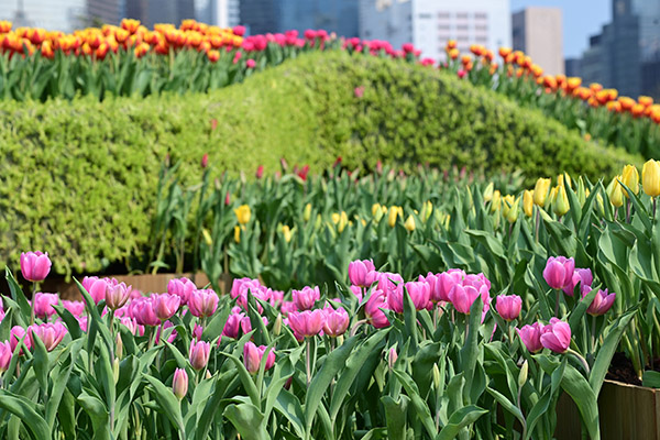 郁金香花圃