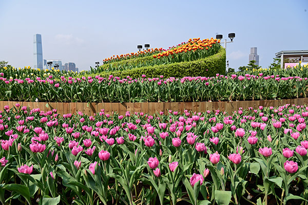 鬱金香花圃