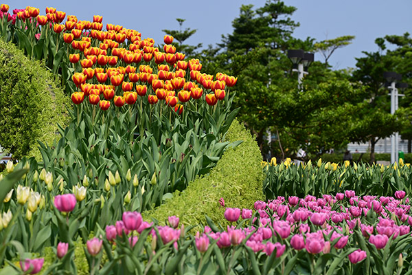 鬱金香花圃