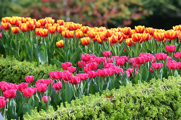 郁金香花圃