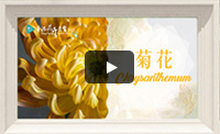 Chrysanthemum