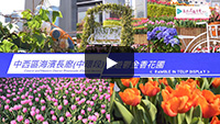 Tulip Display - Central and Western District Promenade (Central Section)