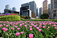 Tulip Display - Central and Western District Promenade (Central Section)