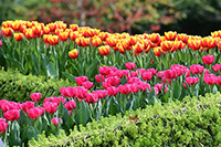 Tulip Display - Central and Western District Promenade (Central Section)