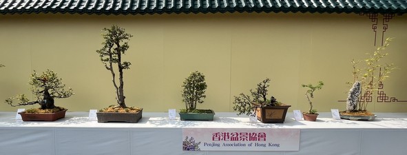 香港盆景协会