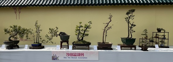沙田盆栽会