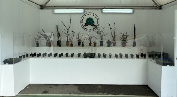 Hong Kong Cacti and Succulents Society