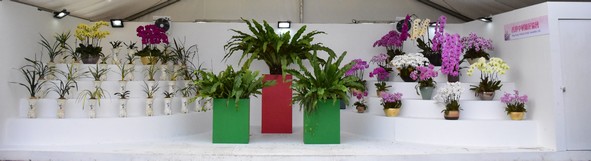 Hong Kong Oriental Orchid Association Ltd.