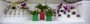 Hong Kong Oriental Orchid Association Ltd.