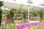Jockey Club One Person, One Flower Scheme Potted Plants