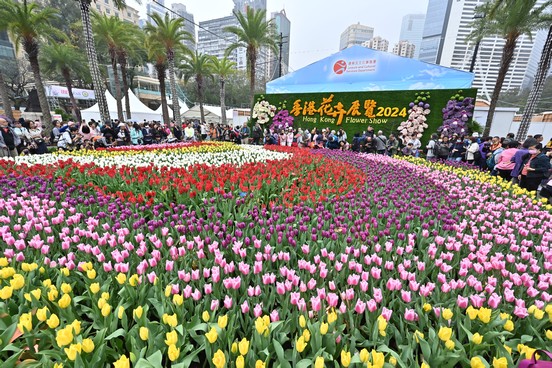 Sea of Tulips