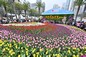 Sea of Tulips