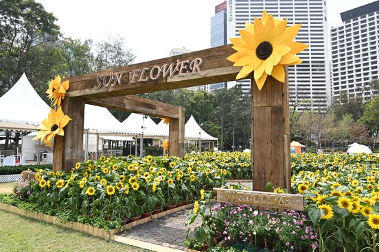 The Sunflower Field