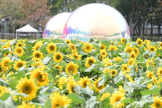 Sun Flower Field