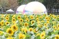Sun Flower Field