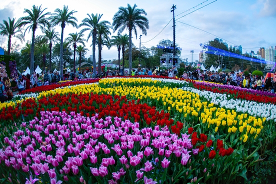 Sea of Tulips