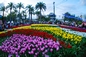 Sea of Tulips