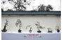 Penjing and Artstone of Asia