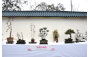 Sha Tin Bonsai Association