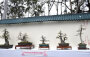 Institute of Lingnan Penjing Hong Kong Limited