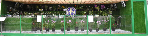 Hong Kong Artistic Orchid Association