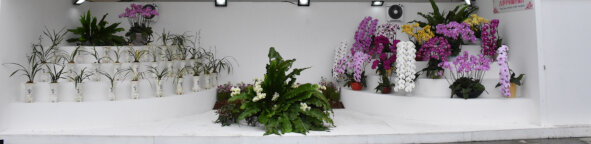 Hong Kong Oriental Orchid Association