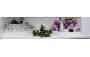 Hong Kong Oriental Orchid Association