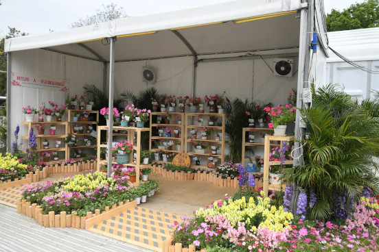 Jockey Club One Person, One Flower Scheme Potted Plants