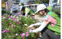 Green Recycling Day