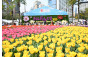 Sea of Tulips