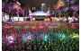 Sea of Tulips