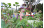 Sham Shui Po District <Alice in the Wonderland>
