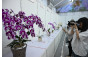 Plant Exhibit Competition
