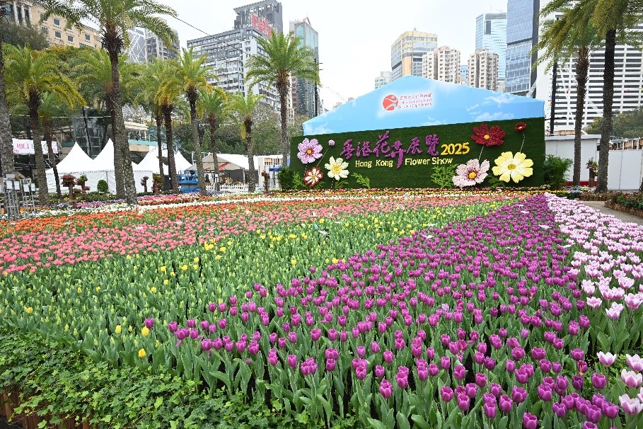 Sea of Tulips